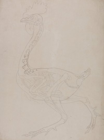 A Comparative Anatomical Exposition of the Structure of the Human Body with that of a Tiger and a Cow by George Stubbs